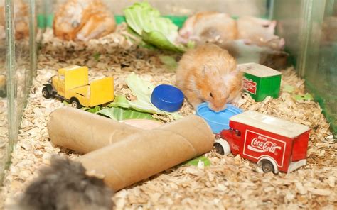 Are hamster toys safe?