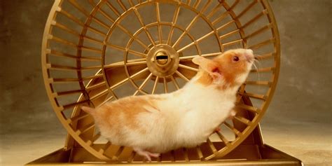 Are hamster wheels cruel?