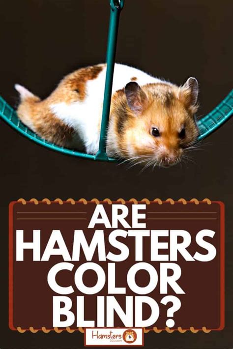 Are hamsters Colourblind?