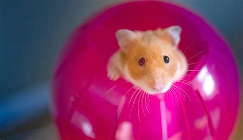 Are hamsters OK in balls?