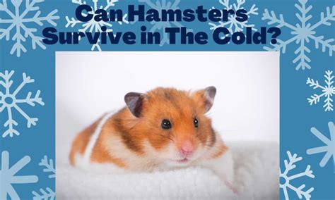 Are hamsters OK in the cold?