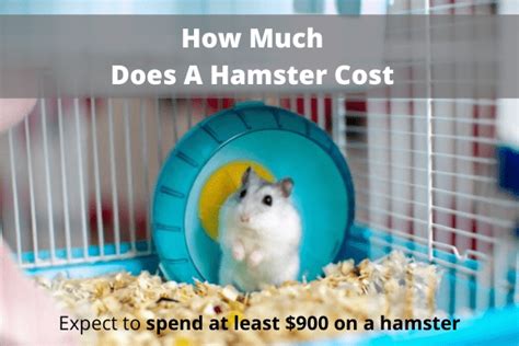 Are hamsters a lot of money?