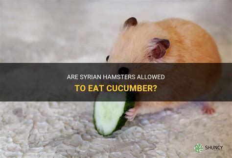 Are hamsters allowed cucumber?
