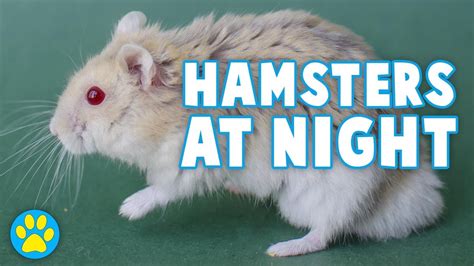 Are hamsters annoying at night?