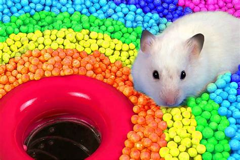Are hamsters color blind?
