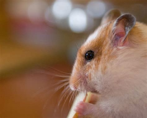 Are hamsters easy to lose?