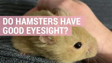 Are hamsters eyesight good?