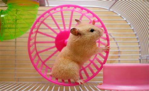 Are hamsters fast?