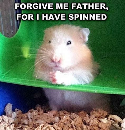 Are hamsters forgiving?