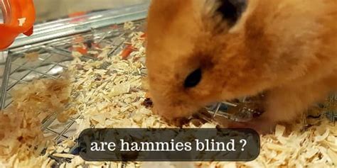 Are hamsters fully blind?