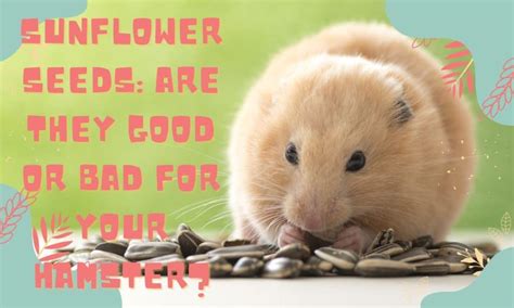 Are hamsters good or bad?