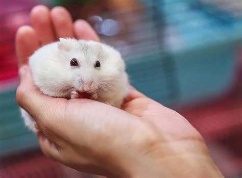 Are hamsters good pets?