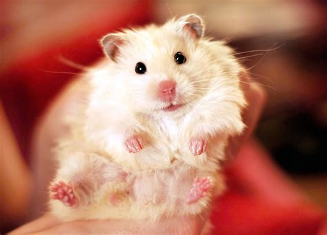 Are hamsters happy to see you?