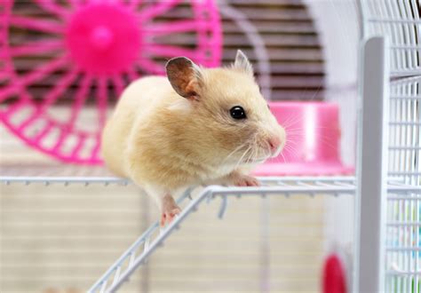 Are hamsters happy when they squeak?