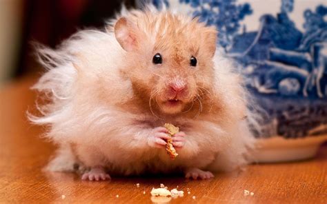 Are hamsters just pets?