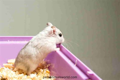 Are hamsters messy pets?