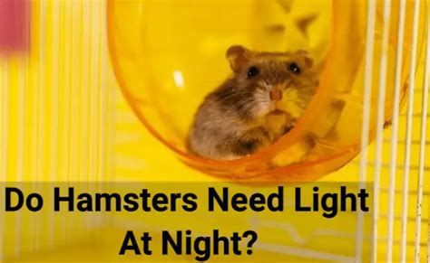 Are hamsters more active at night?