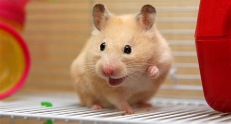 Are hamsters nice to humans?