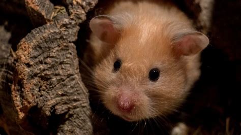 Are hamsters noisy at night?