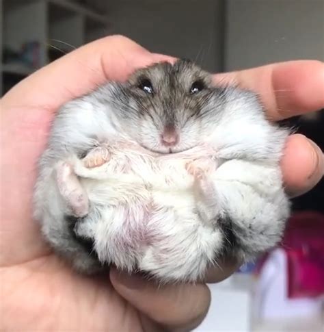 Are hamsters obese?