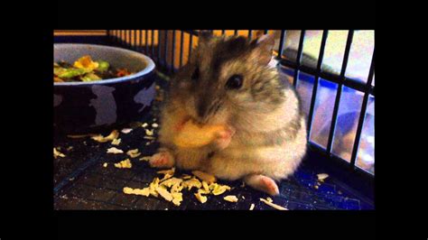 Are hamsters prone to obesity?