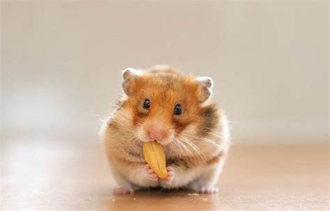 Are hamsters quiet pets?