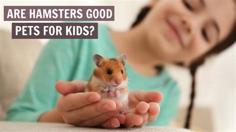 Are hamsters safe to touch?
