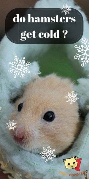 Are hamsters sensitive to cold?