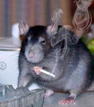 Are hamsters sensitive to smoke?