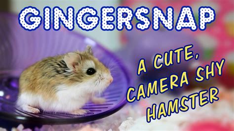 Are hamsters shy?