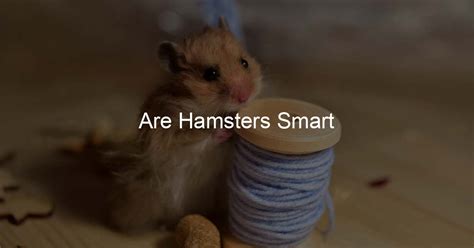 Are hamsters smart?