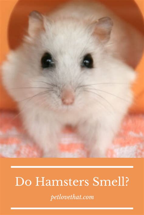 Are hamsters smell pets?