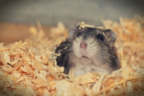 Are hamsters smelly?