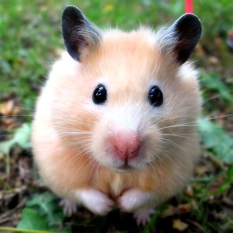 Are hamsters so cute?