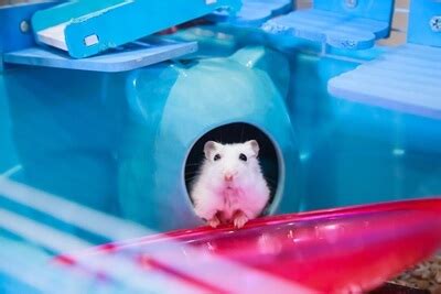 Are hamsters very smart?