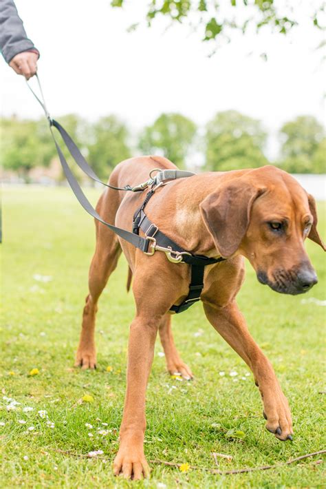 Are harnesses bad for reactive dogs?
