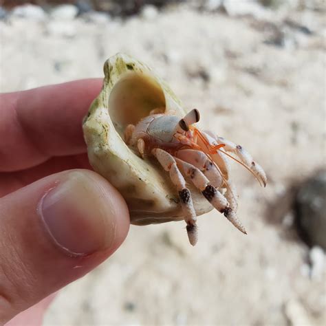 Are hermit crabs emotional?