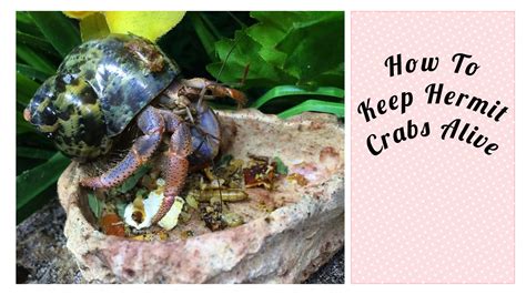 Are hermit crabs hard to keep alive?