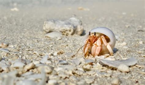 Are hermit crabs kid friendly?