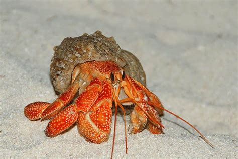 Are hermit crabs light sensitive?