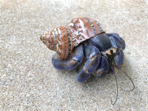 Are hermit crabs lonely?