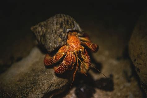 Are hermit crabs more active at night?