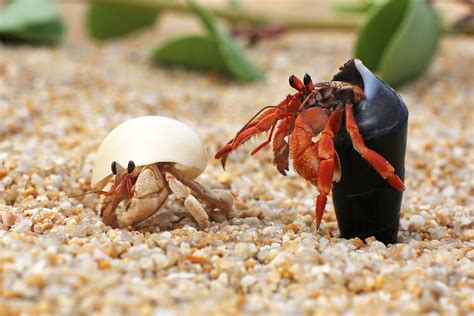 Are hermit crabs nice to each other?