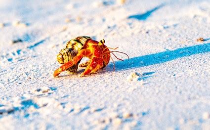 Are hermit crabs noise sensitive?