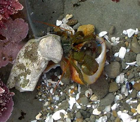 Are hermit crabs noisy at night?