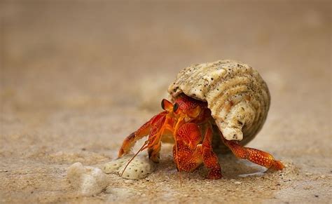 Are hermit crabs peaceful?