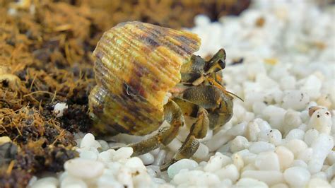 Are hermit crabs playful?