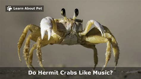 Are hermit crabs sensitive to loud noises?