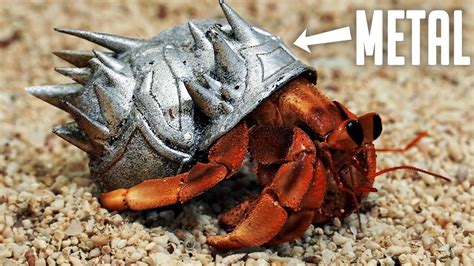 Are hermit crabs sensitive to metal?