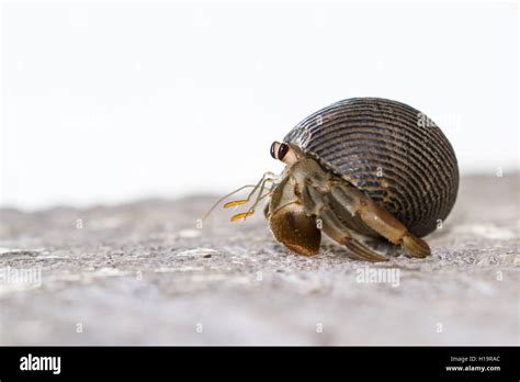 Are hermit crabs shy?